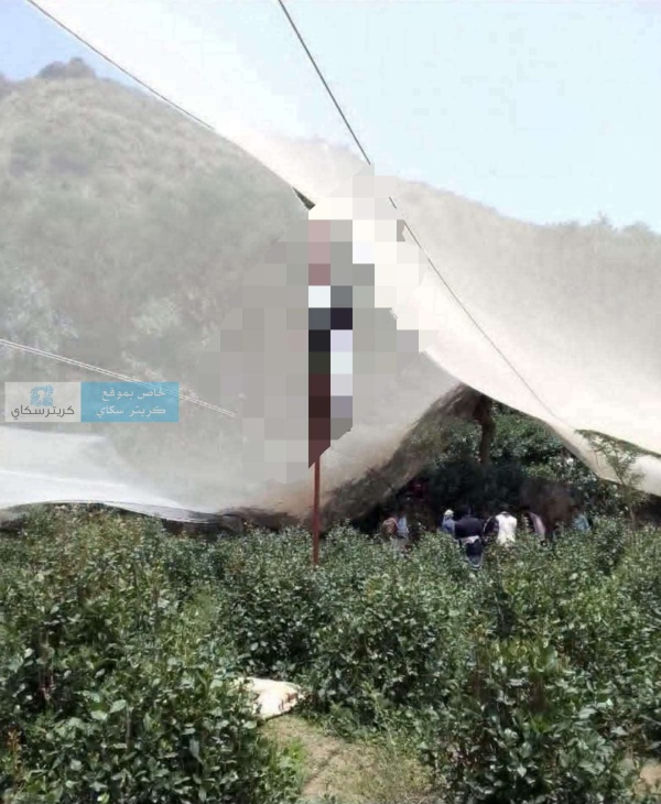 حادثة مؤلمة العثور على شاب مشنو قا على شجرة حادثة مؤلمة العثور على شاب مشنو قا على شجرة