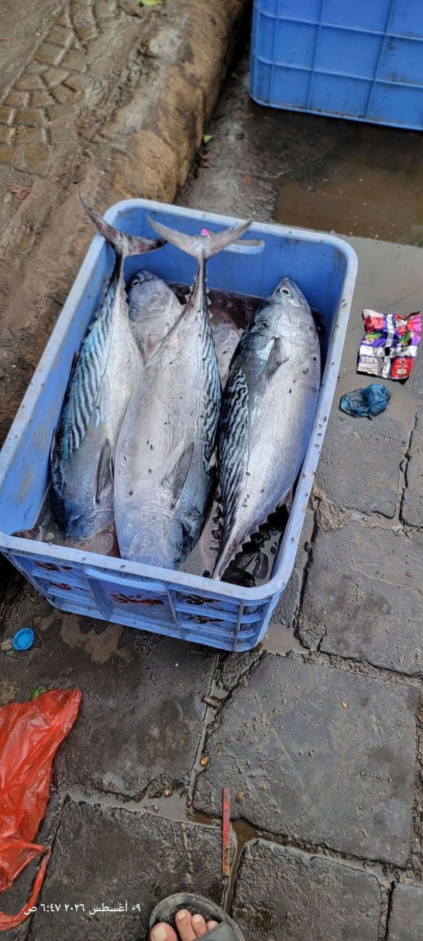 إنخفاض كميات الأسماك المعروضة للبيع في عدن إنخفاض كميات الأسماك المعروضة للبيع في عدن