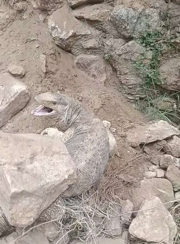 القبض على حيوان مفترس في لحج