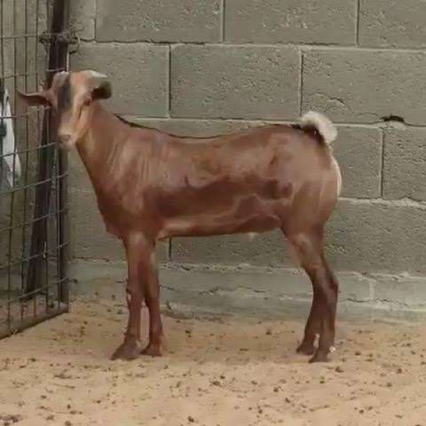 نطحة تيس تنهي حياة شاب