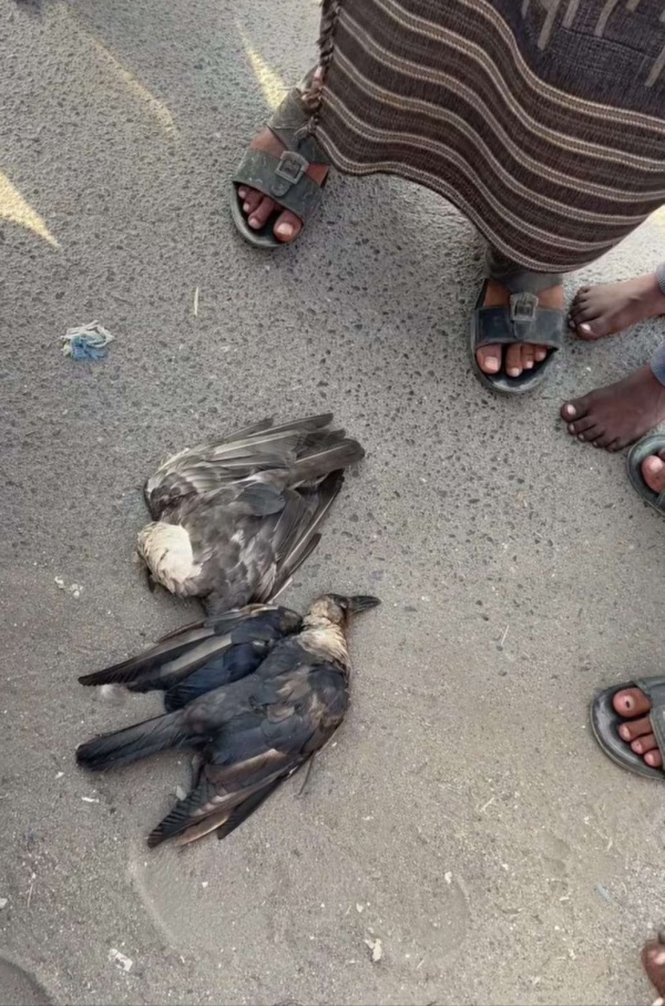 بعد رصد وتتبع لعدة أيام القضاء على زعيم الغراب في عدن بعد رصد وتتبع لعدة أيام القضاء على زعيم الغراب في عدن