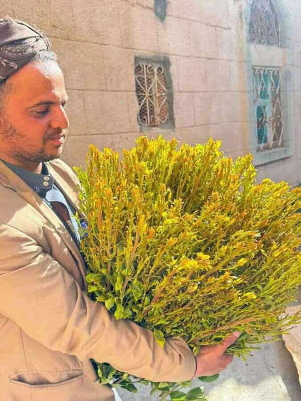 مطالبات بمنع دخول نوع من القات إلى شبوة مطالبات بمنع دخول نوع من القات إلى شبوة