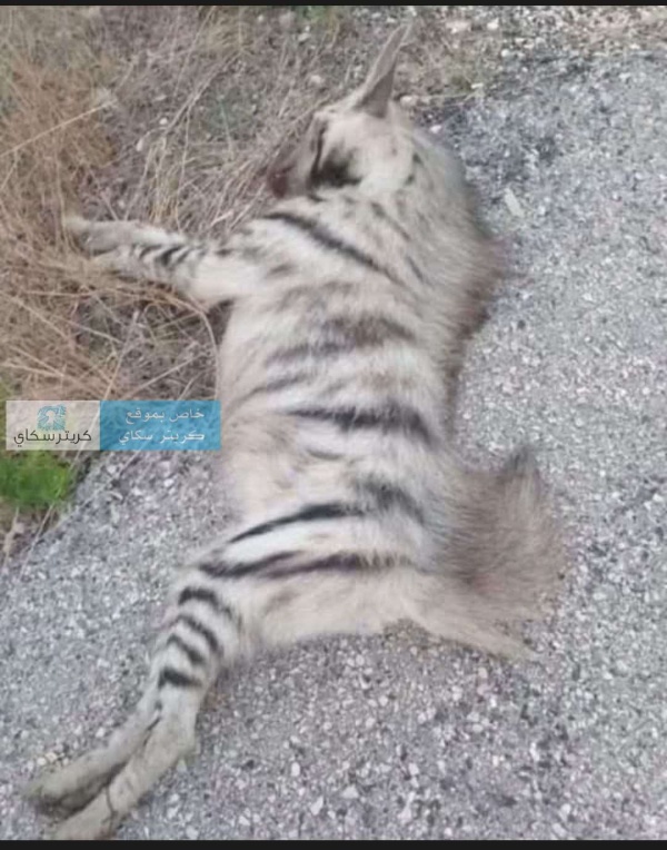 ثوان بين الحياة والموت مقاتل يواجه ضبع ا مفترس ا ويخرج منتصر ا ثوان بين الحياة والموت مقاتل يواجه ضبع ا مفترس ا ويخرج منتصر ا
