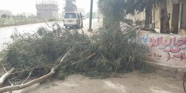 وزيرة التنمية المحلية والبيئة للمحافظات عدم قطع أو اقتلاع الأشجار