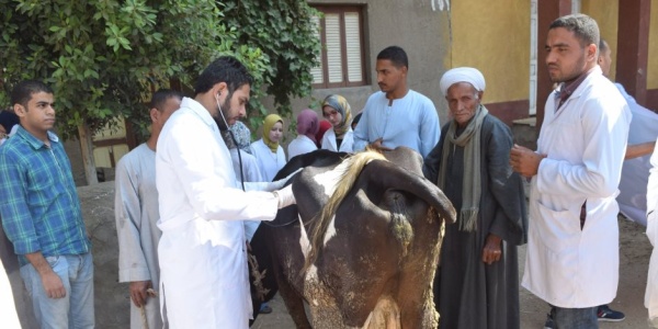 بزعم علوم مشتركة بينهم إقتراح لتأهيل الأطباء البيطريين للعمل فى الطب البشري