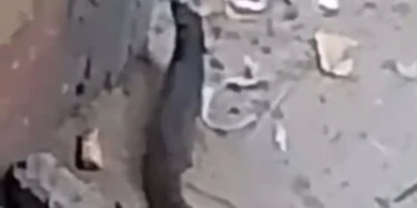 شئون البيئة بالفيوم تحسم الجدل الحيوان المتداول في الصور هو النمس المصري ولا يشكل خطر ا شئون البيئة بالفيوم تحسم الجدل الحيوان المتداول في الصور هو النمس المصري ولا يشكل خطر ا