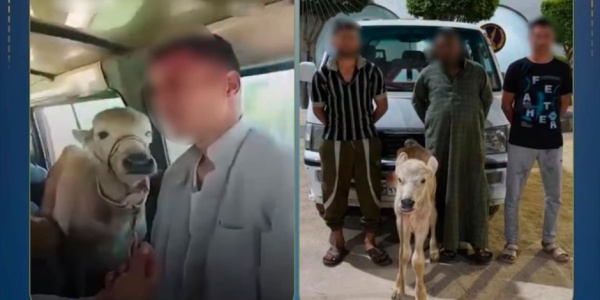 بعد تداول الفيديو ضبط مزارع استقل سيارة أجرة بصحبة بقرة بالبحيرة بعد تداول الفيديو ضبط مزارع استقل سيارة أجرة بصحبة بقرة بالبحيرة