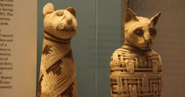 فى اليوم العالمى للقطط كيف أصبحت القطة حيوان ا مقدس ا فى مصر القديمة فى اليوم العالمى للقطط كيف أصبحت القطة حيوان ا مقدس ا فى مصر القديمة