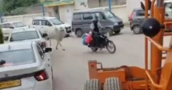 لحظات مثيرة بقرة تطارد عامل توصيل حليب على دراجة نارية فيديو لحظات مثيرة بقرة تطارد عامل توصيل حليب على دراجة نارية فيديو