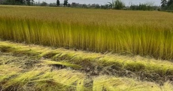 6 ملايين متر مكعب يوميا محطة عملاقة تخدم مشروع الدلتا الجديدة اعرف التفاصيل