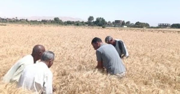 خبير اقتصاد زراعي توفير 100 من تقاوي القمح المعتمدة يدعم الإنتاج خبير اقتصاد زراعي توفير 100 من تقاوي القمح المعتمدة يدعم الإنتاج