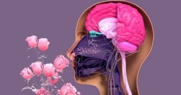 آلة الزمن الخفية لماذا تعد الروائح البوابة الأسرع للذاكرة آلة الزمن الخفية لماذا تعد الروائح البوابة الأسرع للذاكرة