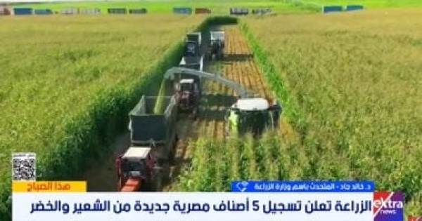 وزارة الزراعة استنباط 25 صنفا من القمح و30 هجينا من الذرة