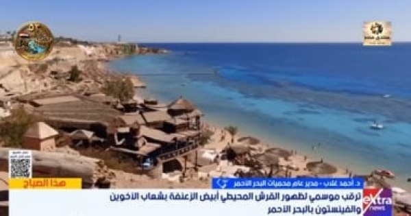 محميات البحر الأحمر جزر الأخوين وإلفينستون تضم شعاب مرجانية نادرة محميات البحر الأحمر جزر الأخوين وإلفينستون تضم شعاب مرجانية نادرة