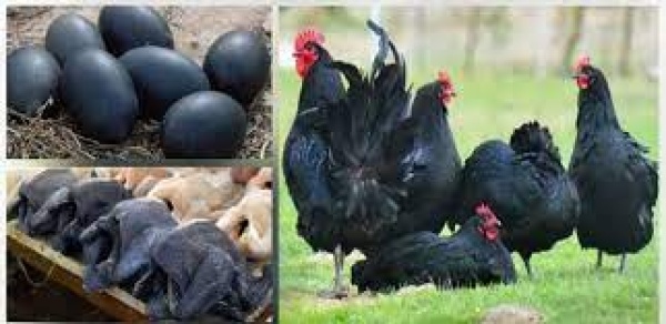 عمرك سمعت عن دجاجة سوداء لن تصدق سعرها ومن يأكلها فراخ لامبورجيني