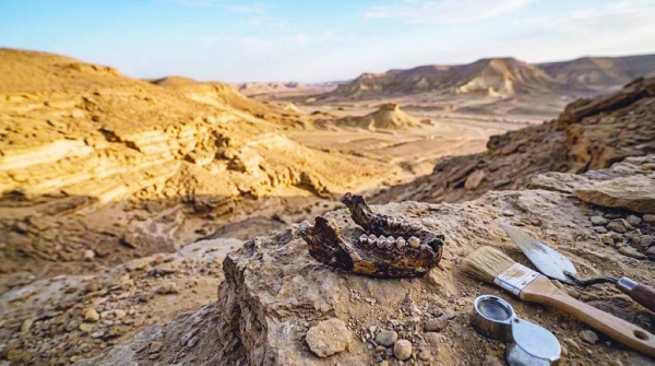 اكتشاف آثار حيوانية عمرها 60 ألف عام