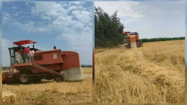 القصرين انطلاق موسم الحصاد وصابة مقبولة رغم التأخر في عملية الزرع
