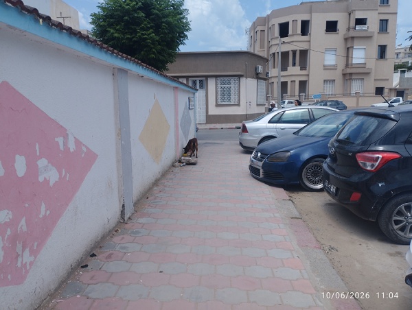 بنزرت الكلاب السائبة تستبيح البر والبحر