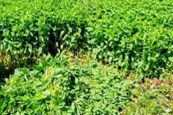 القيروان منطقة القفي عاصمة النعناع التونسي ومورد رزق لمئات العائلات
