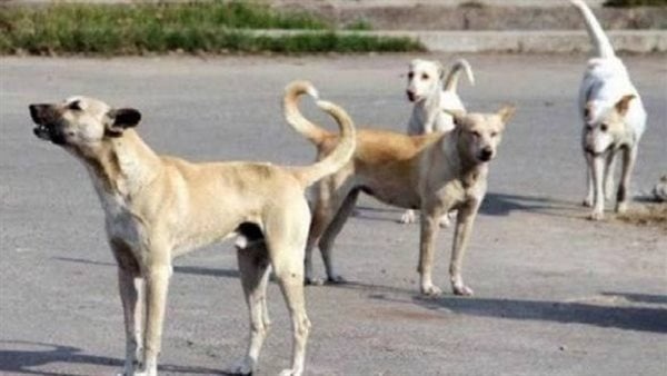 ظاهرة الكلاب السائبة بالمنستير خطر يهدد الموسم السياحي وسلامة المواطنين ظاهرة الكلاب السائبة بالمنستير خطر يهدد الموسم السياحي وسلامة المواطنين