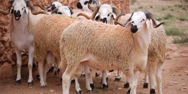 المصالح البيطرية تدعو مربي الدواجن إلى اتخاذ إجراءات عاجلة لحماية القطعان من الإجهاد الحراري المصالح البيطرية تدعو مربي الدواجن إلى اتخاذ إجراءات عاجلة لحماية القطعان من الإجهاد الحراري