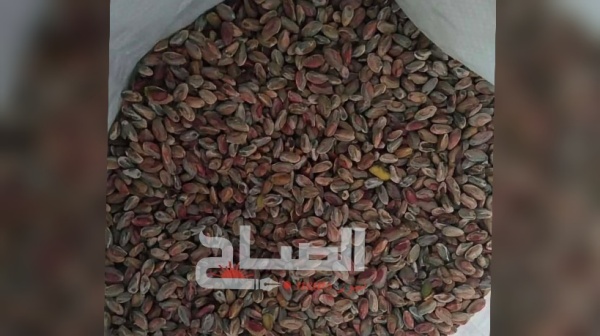 أريانة استعدادات حثيثة وحركية تجارية للاحتفال بالمولد النبوي أريانة استعدادات حثيثة وحركية تجارية للاحتفال بالمولد النبوي