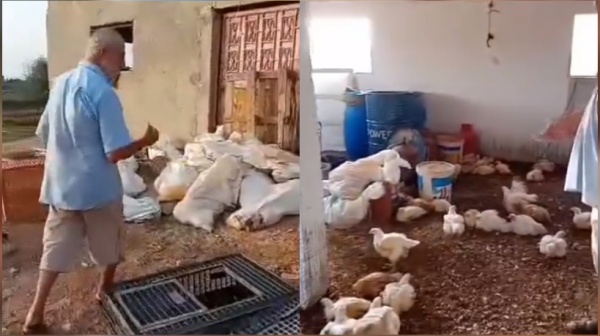 ملولش المهدية نفوق أكثر من 4 آلاف دجاجة يفتح ملف م عاناة صغار م ربي الدواجن