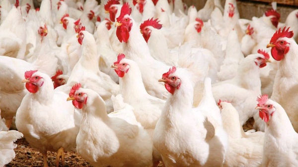 قطاع الدواجن المجمع المهني المشترك يحصي خسائر موجة الحر وانقطاعات الكهرباء