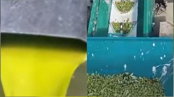 طبربة منوبة زيت الزيتون التكوبري بـ16د والتجار يوضحون طبربة منوبة زيت الزيتون التكوبري بـ16د والتجار يوضحون