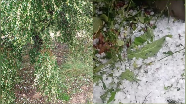 سبيبة أمطار قوية وتساقط لحجر البر د يخل ف خسائر فلاحية سبيبة أمطار قوية وتساقط لحجر البر د يخل ف خسائر فلاحية