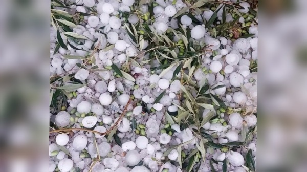 رئيس الاتحاد الجهوي للفلاحة بالقصرين لـ الصباح نيوز خسائر فلاحية متفاوتة جراء حجر البرد