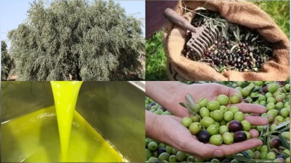 القيروان بوحجلة تتصدر تقديرات مناطق إنتاج الزيتون بـ92 ألف طن