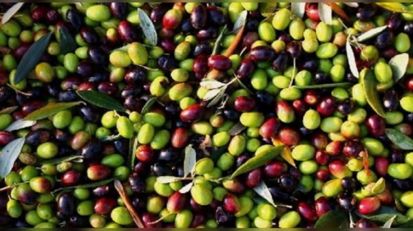 رئيس الاتحاد الجهوي للفلاحة بالقصرين لـ الصباح نيوز أضرار حجر البرد قد تؤثر في تراجع حجم الانتاج رئيس الاتحاد الجهوي للفلاحة بالقصرين لـ الصباح نيوز أضرار حجر البرد قد تؤثر في تراجع حجم الانتاج
