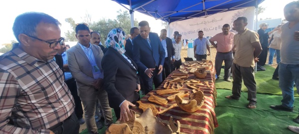 رغم تراجع الانتاج سيدي بوزيد تحتل المرتبة الأولى في إنتاج الزيتون