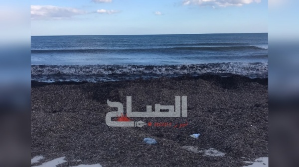 رئيس جمعية البيئة بمنزل تميم لـ الصباح نيوز تراكم البوزيدونيا على الشواطئ ظاهرة طبيعية