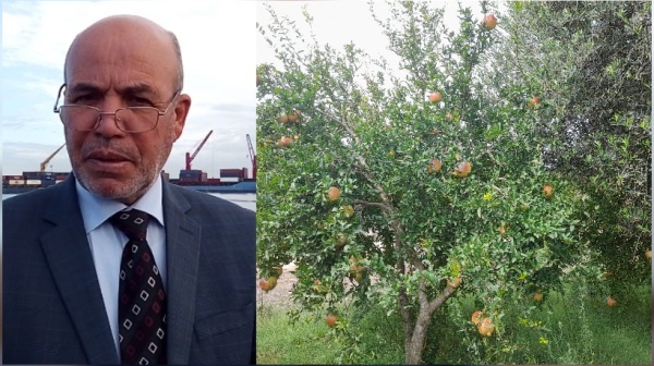 رئيس إتحاد الفلاحة بسوسة لـ الصباح نيوز تراجع مساحات غراسة الرمان والفلا ح في مواجهة عديد الص عوبات