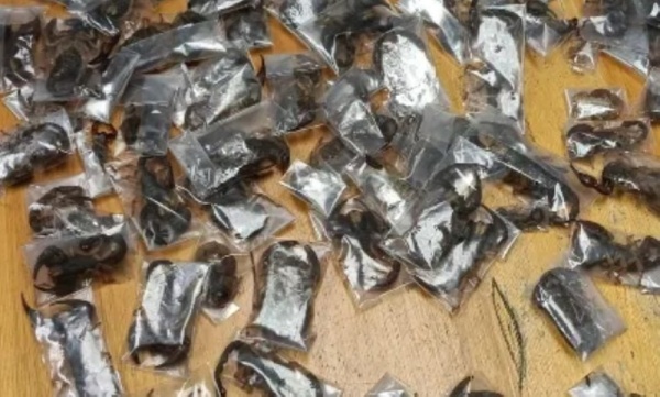 ضبط رجل أخفى 150 عقرب ا سام ا داخل أمتعته في مطار بجنوب إفريقيا ضبط رجل أخفى 150 عقرب ا سام ا داخل أمتعته في مطار بجنوب إفريقيا