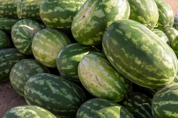 إنتاج أكثر من 120 ألف طن من البطيخ يعزز مكانة الجوف الزراعية إنتاج أكثر من 120 ألف طن من البطيخ يعزز مكانة الجوف الزراعية