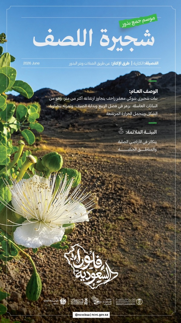 انطلاق موسم جمع بذور اللصف لتأهيل البيئة وتعزيز التنوع انطلاق موسم جمع بذور اللصف لتأهيل البيئة وتعزيز التنوع