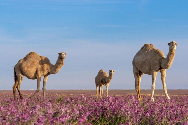 70 ألف رأس من الإبل تعزز مستهدفات التنمية المستدامة في الحدود الشمالية 70 ألف رأس من الإبل تعزز مستهدفات التنمية المستدامة في الحدود الشمالية