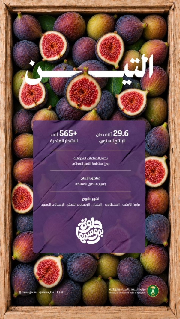 البيئة 29 6 ألف طن إجمالي الإنتاج المحلي من فاكهة التين البيئة 29 6 ألف طن إجمالي الإنتاج المحلي من فاكهة التين