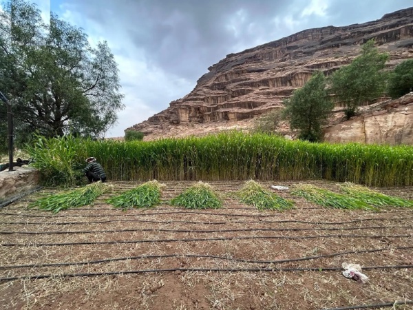 نجم علب بداية موسم الخريف في الموروث المناخي والزراعي بعسير نجم علب بداية موسم الخريف في الموروث المناخي والزراعي بعسير