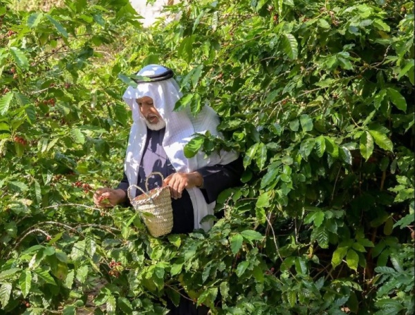 ريف السعودية تنفيذ 5 مشاريع تنموية بقطاع البن في جازان وعسير والباحة ريف السعودية تنفيذ 5 مشاريع تنموية بقطاع البن في جازان وعسير والباحة