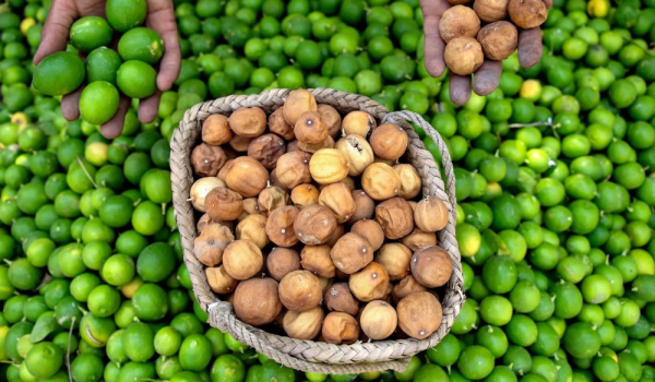 معرض اللومي الحساوي ينطلق الأربعاء منصة لدعم المزارعين والصناعات التحويلية معرض اللومي الحساوي ينطلق الأربعاء منصة لدعم المزارعين والصناعات التحويلية