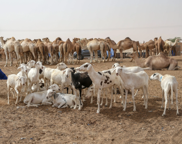 وقاء يسمح باستيراد 4 أنواع من المواشي الموريتانية