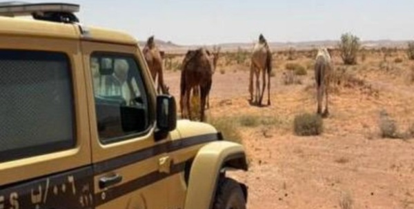 ضبط مخالف لنظام البيئة بالرعي في محمية الملك عبدالعزيز الملكية