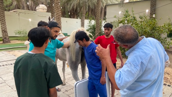 تدريب عملي للبيطريين لفحص الإبل والأبقار والأغنام بـ السونار تدريب عملي للبيطريين لفحص الإبل والأبقار والأغنام بـ السونار