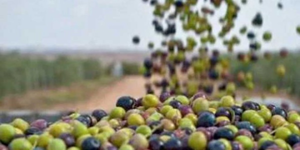 سيدي بوزيد 350 ألف طن تقديرات صابة الزيتون لهذا الموسم سيدي بوزيد 350 ألف طن تقديرات صابة الزيتون لهذا الموسم