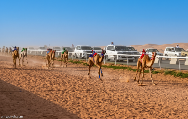 ميدان حائل افتتاح التسجيل في سباق الهجن ميدان حائل افتتاح التسجيل في سباق الهجن