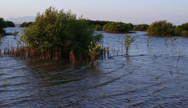 المانجروف سياج بيئي يحمي شواطئ البحر الأحمر في رابغ